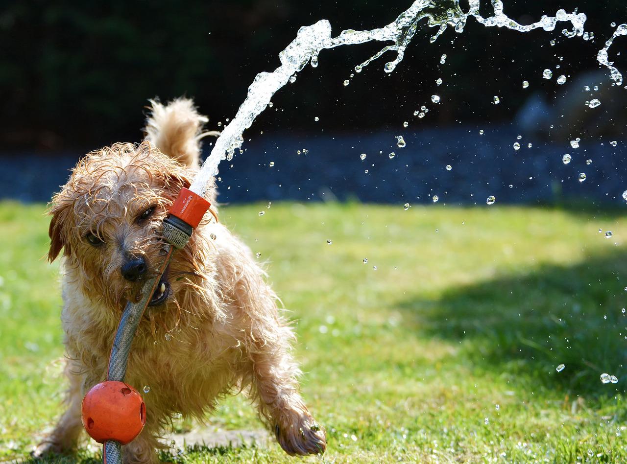Save Water in Your HOA This Summer