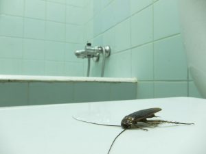 A dead roach in a bathroom, a victim of pest control in condominiums.