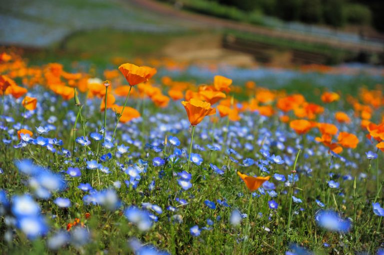 Ways to Prep Your HOA for Spring