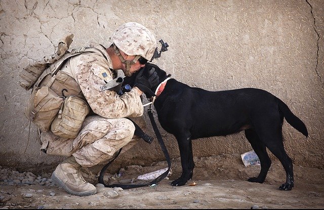 What You Need to Know About HOAs & Emotional Support Animals in Florida